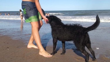 El "negro" un perro que hace travesuras en la costa de Las Grutas. Foto María Emilia Spangaro.