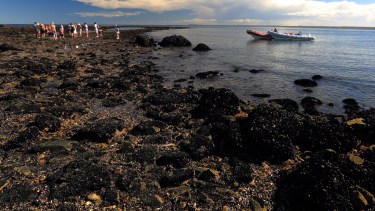 Maravilla natural. En bajamar, un sector de la restinga queda al descubierto y así emergen los secretos del fondo marino. Foto: Martín Brunella