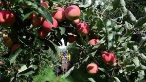 Fiesta de la Manzana 2023: manzana que no has de comer… tiene otros usos
