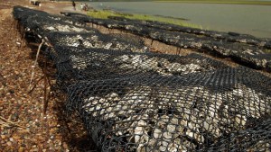 Por alerta sanitaria recomiendan no consumir ostras de Bahía San Blas y Los Pocitos