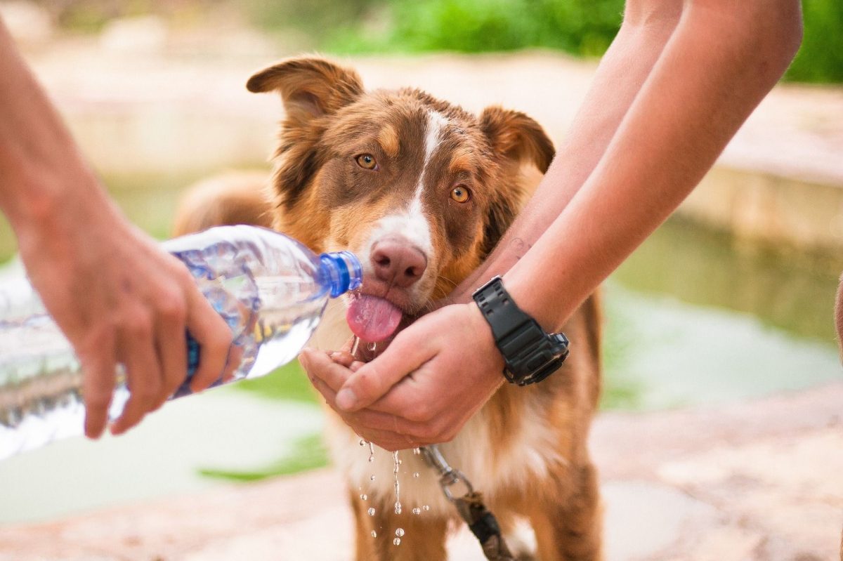 Cómo cuidar a nuestras mascotas durante la ola de calor