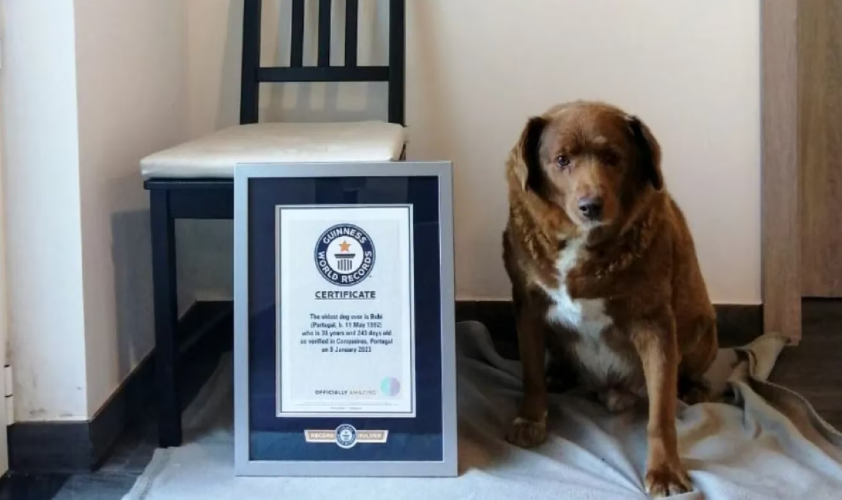 Bobi, el perro de Portugal que entró a los Guinness. Foto: EFE