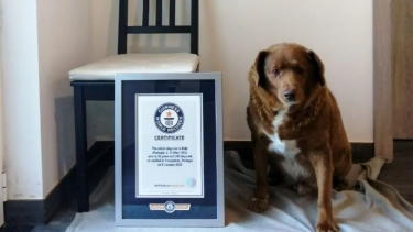 Bobi, el perro de Portugal que entró a los Guinness. Foto: EFE