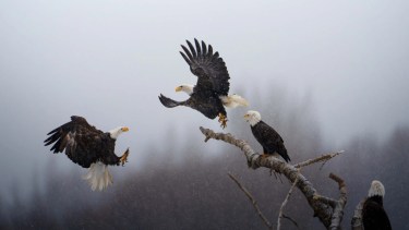Águilas calvas en la Reserva de Águilas Calvas de Chilkat, en Alaska. FOTOGRAFÍA DE KARTHIK SUBRAMANIAM.
