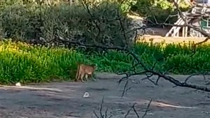 Video: apareció un puma en el parque nacional Lanín y piden tomar «precauciones»