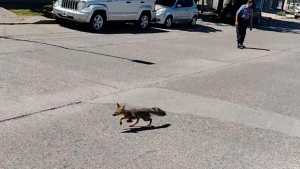 Zorro silvestre en el centro de Roca: por qué “adoptarlo” sería perjudicial para el medioambiente