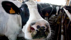 «Vaca loca»: el Gobierno de Brasil confirmó que analiza el primer caso sospechoso de la enfermedad
