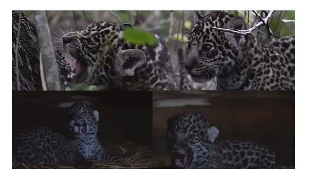 Foto: Captura video Fundación Rewilding