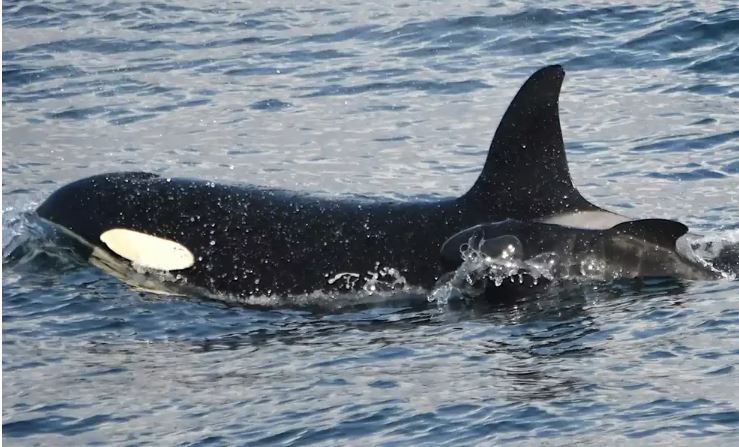Científicos descubrieron a una orca cuidando de una cría de calderón (orcaguardians.org).