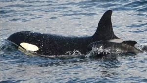 Una orca adoptó, o secuestró, a una ballena bebé y sorprende a los científicos