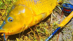 Se viene el quinto torneo de pesca con mosca en Neuquén: «es apasionante sacar las doradas del Limay»