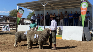 El Ministerio de Producción financió la compra de 15 carneros por $1.075.000. Foto gentileza