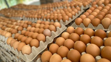 La Salmonelosis se puede prevenir siguiendo una serie de recomendaciones del Ministerio de Salud de Río Negro.