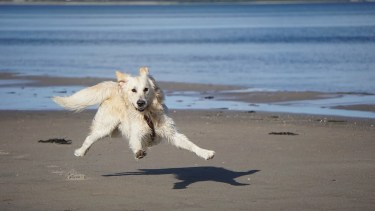 Viajes pet friendly: llevar a tu perro o gato a las vacaciones, qué debés tener en cuenta