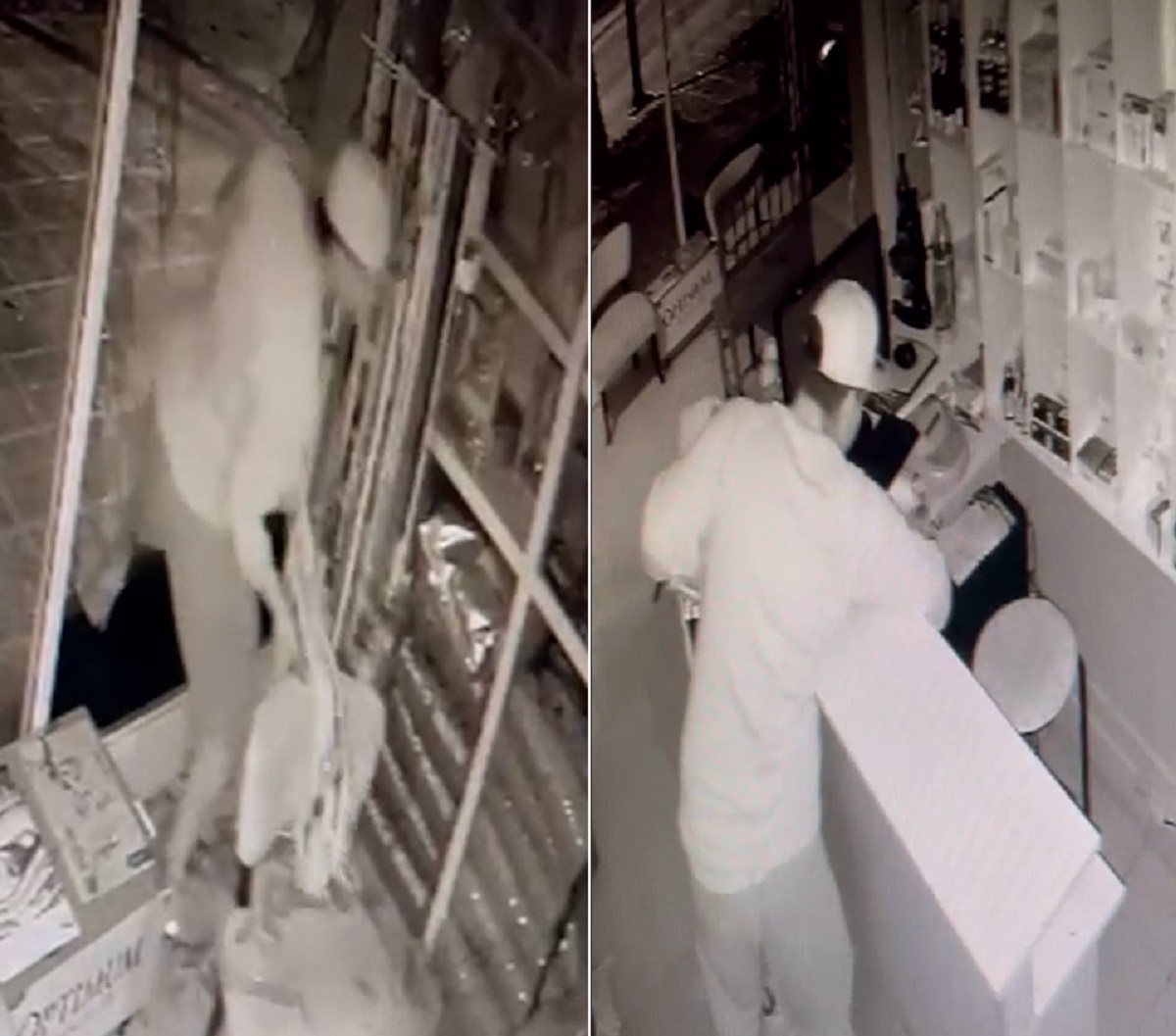 Un hombre rompió un ventanal para ingresar a robar en Cipolletti, a  pocos centímetros había un gato internado (Captura de video) 