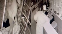 Imagen de Video: reventó la vidriera para robar una veterinaria en Cipolletti y un gatito se escondió para salvarse de los vidrios