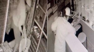 Video: reventó la vidriera para robar una veterinaria en Cipolletti y un gatito se escondió para salvarse de los vidrios