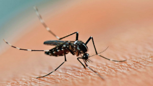 Cinco nuevas muertes por dengue en Córdoba, San Luis y Santa Fe