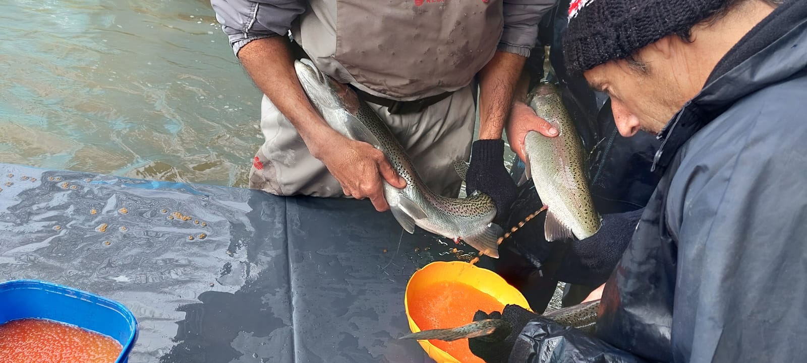 Trabajo. En Regina se hizo una estación de Piscicultura para incubar los primeros desoves que provienen del río Ñireco de Bariloche.