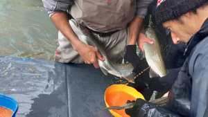 Una movida por los peces nativos y contra el avance de la carpa voraz