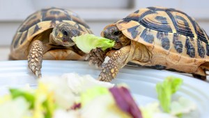 Tres razones por las cuales hoy no está bien una tortuga en el hogar