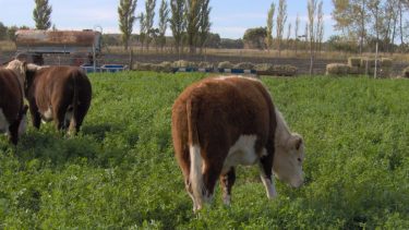 Empaste. Representa cuantiosas pérdidas económicas para los establecimientos.