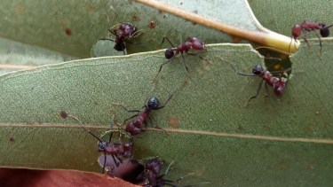 Voraces. Las hormigas cortadoras consumen hasta un 17% del follaje producido en los bosques tropicales.