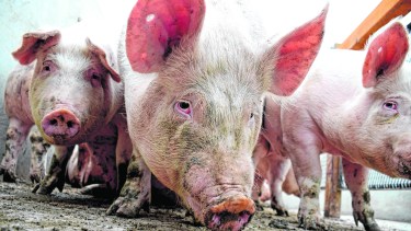Aseguraron que no llegan muestras al laboratorio para realizar el análisis de carne animal.