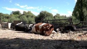 “El municipio se comprometió a retirar las vacas y no vinieron”, reclamó la productora de Roca