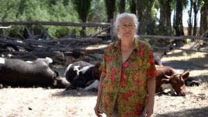 Video: denunció que compró pasto envenenado y se le murieron 9 vacas en Roca