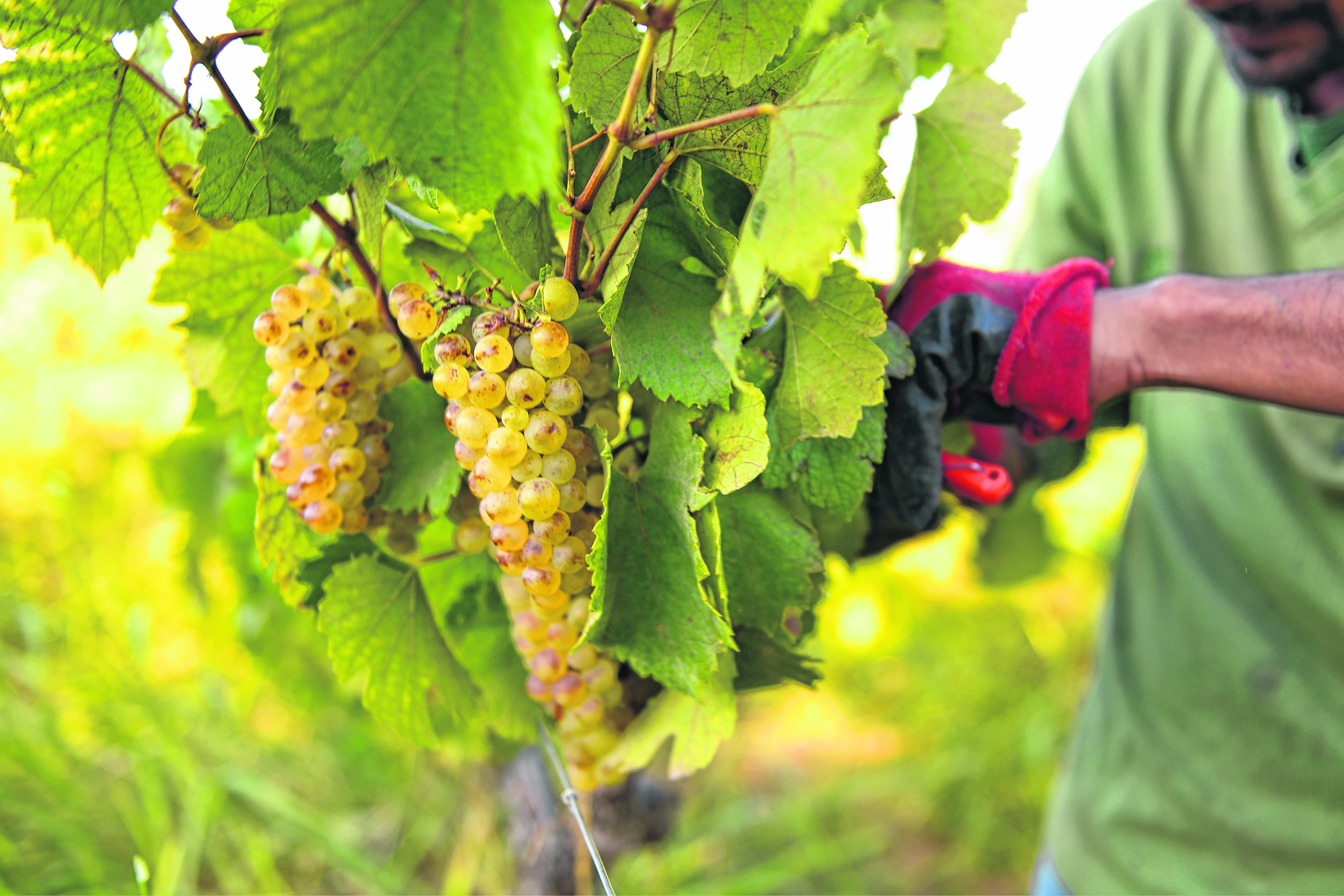 La vendimia en la región será corta por la poca uva que se salvó.