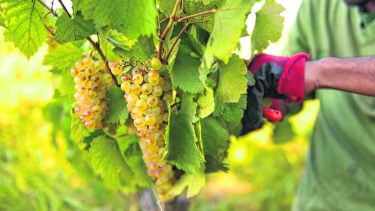 La vendimia en la región será corta por la poca uva que se salvó.