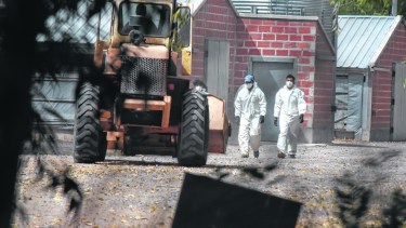 Unas 47.500 toneladas de carne de pollo se producen anualmente en Río Negro. Foto Juan Thomes. 