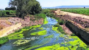 Eutrofización: cómo evitar la proliferación de algas en ríos, lagos o mares