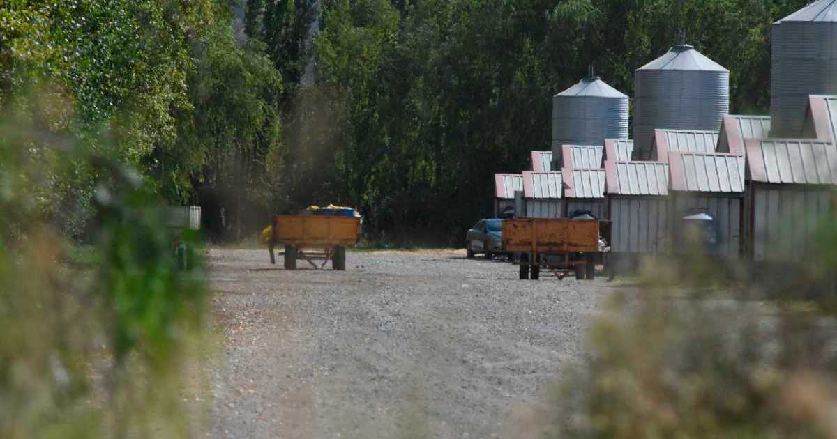 Por la gripe aviar, el Gobierno nacional declaró la emergencia agropecuaria en Neuquén thumbnail