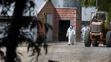 SENASA dispuso el sacrificio sanitario de 10 galpones en Mainqué, por los casos de gripe aviar. (Foto: Juan José Thomes).