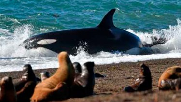 Por estos días, fotógrafos, documentalistas, científicos y turistas de todo el mundo hacen una larga vigilia en Península Valdés para ver y retratar este fenómeno único en el mundo: el varamiento intencional de orcas. 
