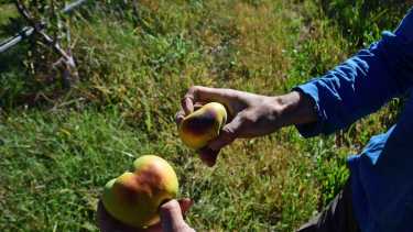 Doble daño en las Granny que muestra un productor de Roca. Se deformaron por las heladas y después las quemó el sol (Foto Andrés Maripe)