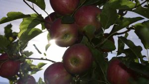 Dólar agro: peras y manzanas no están incluidas en la resolución