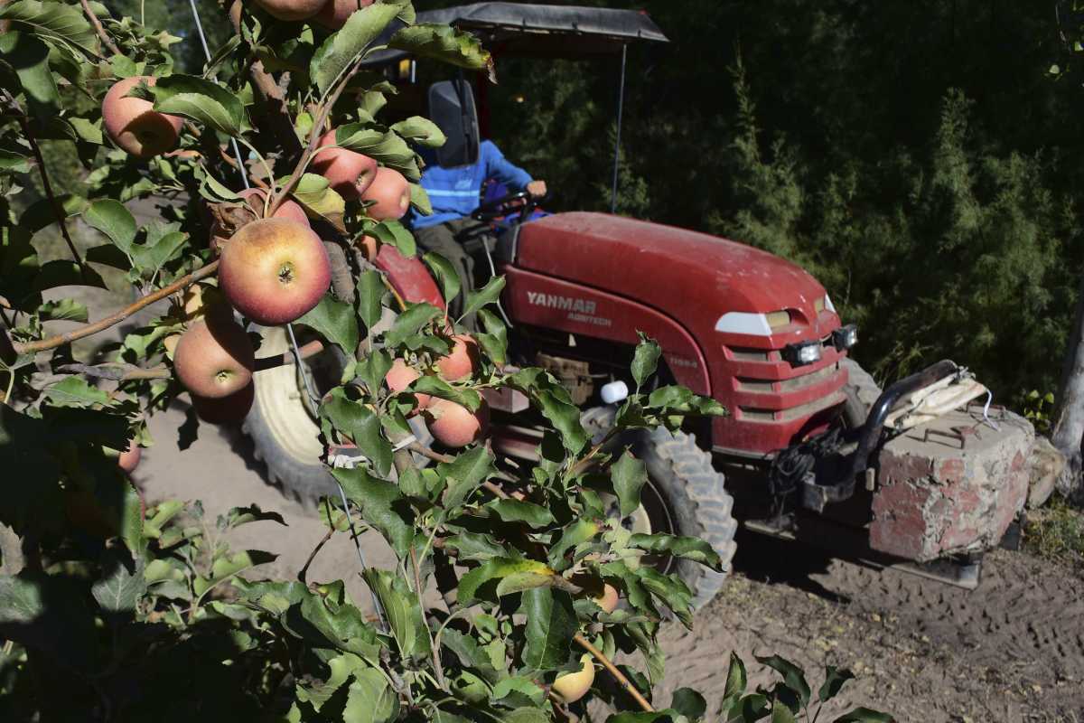 Los productores aseguran que a la fruticultura se le viene un año difícil en el Alto Valle. Foto Archivo.