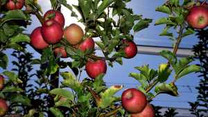 Productores de Cipolletti: «A la fruticultura le espera un destino bastante difícil»