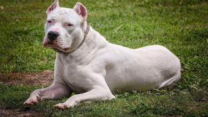 «Jack», el perro que arrinconó a dos ladrones y salvó a su familia de un robo en Córdoba