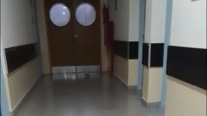 Video: apareció otra rata en el hospital Zatti de Viedma y afirman que ya es frecuente