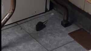 Video| Aparecieron ratas en una escuela de Bariloche, pero Educación se negó a suspender las clases