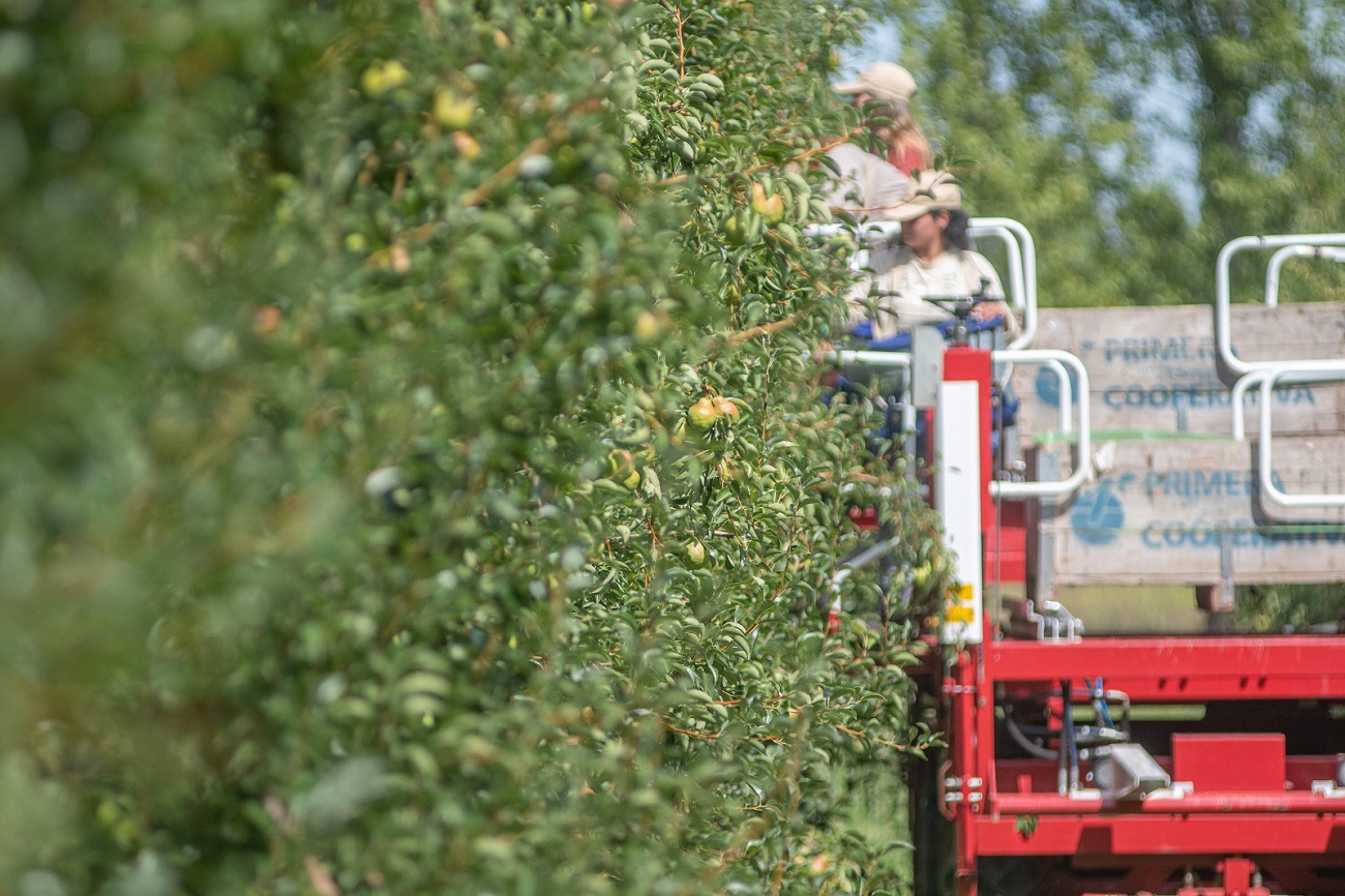 El nuevo dólar agro que incluirá a la fruticultura tendrá un valor fijo de $300.
