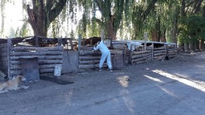 Gripe aviar se expande en Neuquén, ahora con un caso en Senillosa