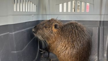 El animal fue capturado rápidamente y será devuelvo a su hábitat natural. Foto: Gentileza