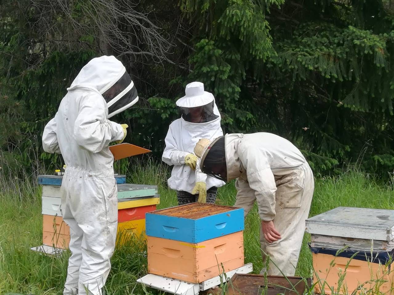 Los investigadores mandaron a analizar a un laboratorio certificado diez muestras de apicultores de la región. Gentileza