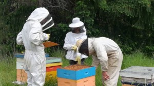 Detectaron pesticidas en miel cosechada en la Comarca Andina