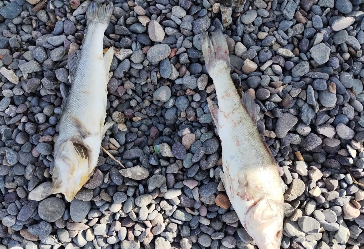 Los peces fueron encontrados en distintas orillas del Lago Pellegrini. Foto: Gentileza.